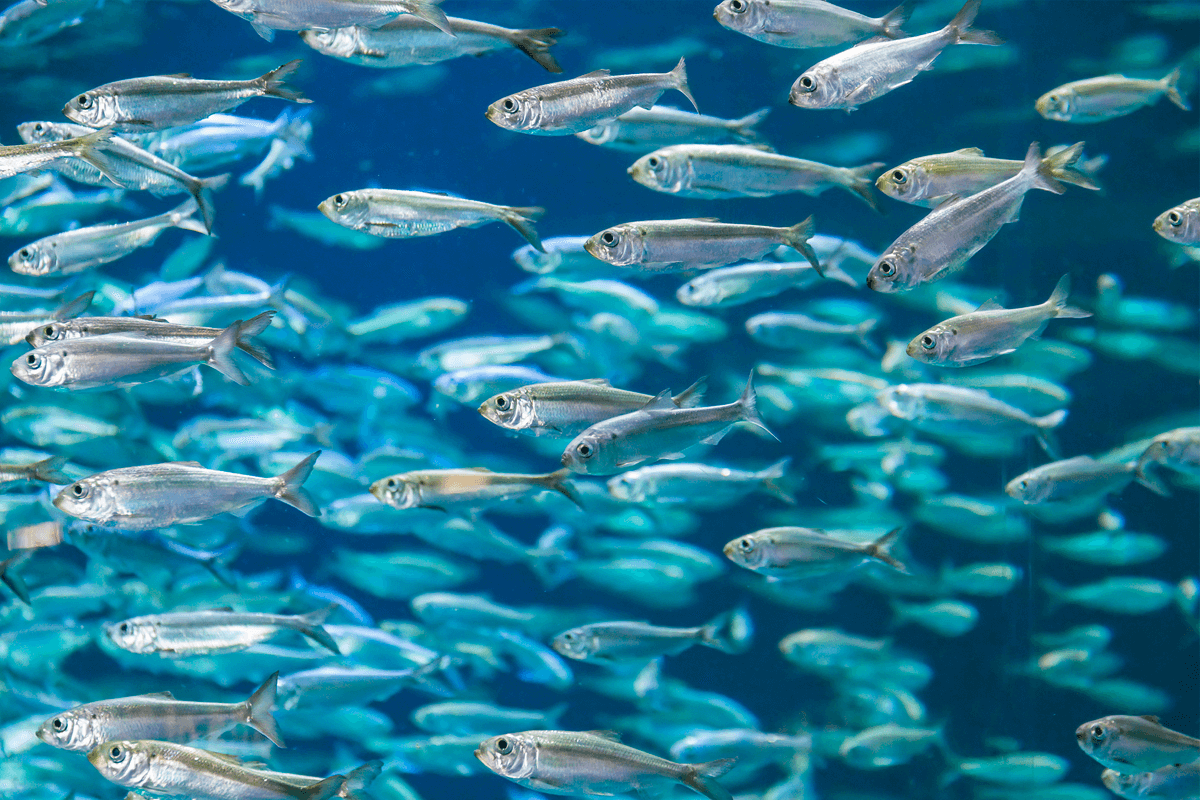 Omega-3 mastné kyseliny: Proč je suplementace důležitá pro zdraví
